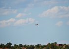 Bruinkopmeeuw (brown-headed gull) Chroicocephalus brunnicephalus - Bayanzag 19-08-2016 (2)